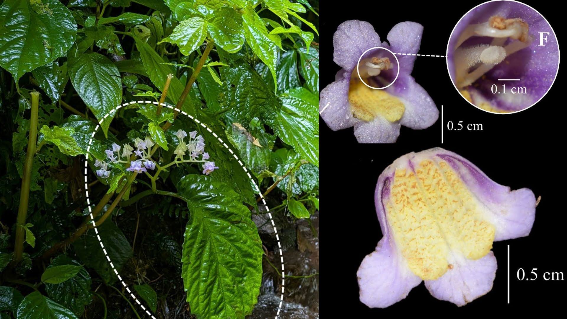 New ‘golden-tongued’ endangered plant species discovered in the Indian Himalayas